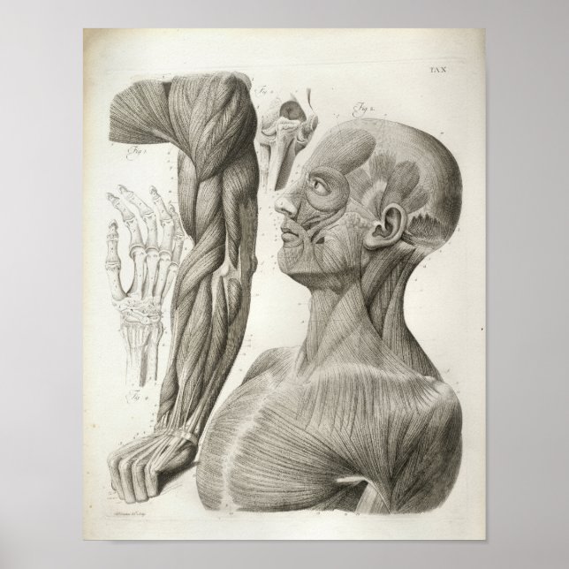 Vintage Arm Neck Muscles Medical Print (Front)