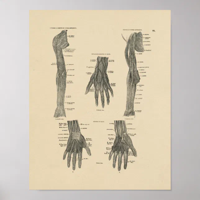 Vintage Arm Nerves Anatomy 1880 Print | Zazzle