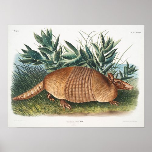 Vintage Armadillo Illustration Poster