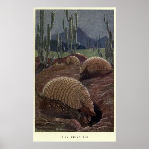 Vintage Armadillo Painting 1909 Poster
