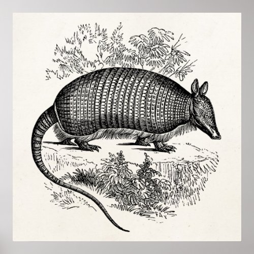 Vintage Armadillo Retro Armadillos Illustration Poster