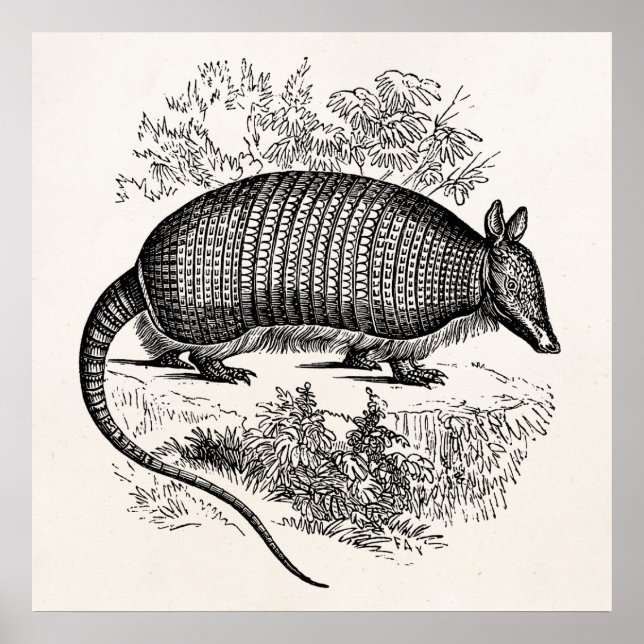 Vintage Armadillo Retro Armadillos Illustration Poster (Front)