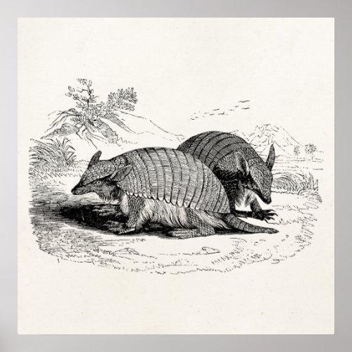 Vintage Armadillo Retro Armadillos Illustration Poster