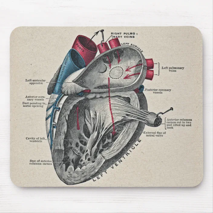 Vintage Art Anatomical Heart Diagram - science Mouse Pad | Zazzle.com