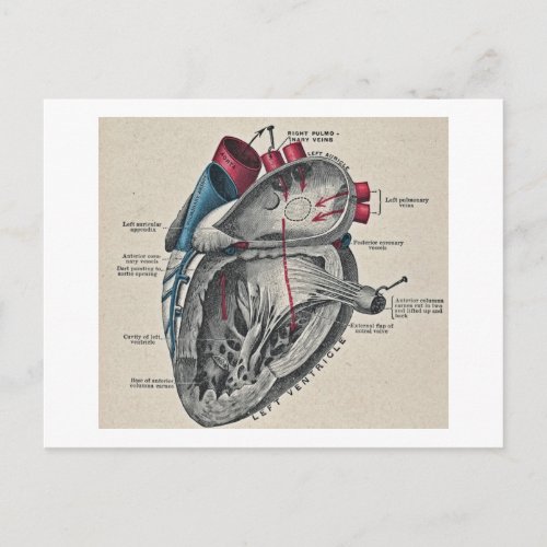 Vintage Art Anatomical Heart Diagram  science Postcard