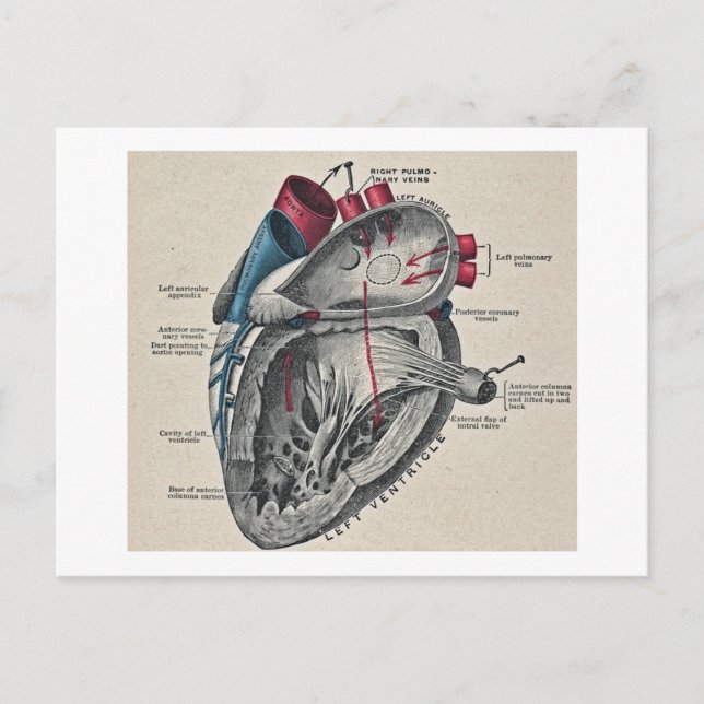 Vintage Art Anatomical Heart Diagram - science Postcard (Front)