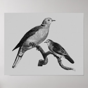 vintage bird art black and white