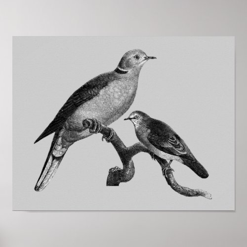 Vintage Art Doves On Branch Animal  Poster