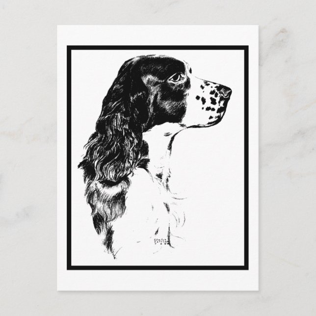Vintage Art English Springer Spaniel Postcard (Front)