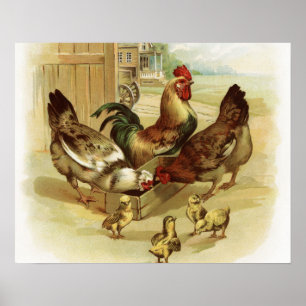 Vintage Art Farm Chickens Poster