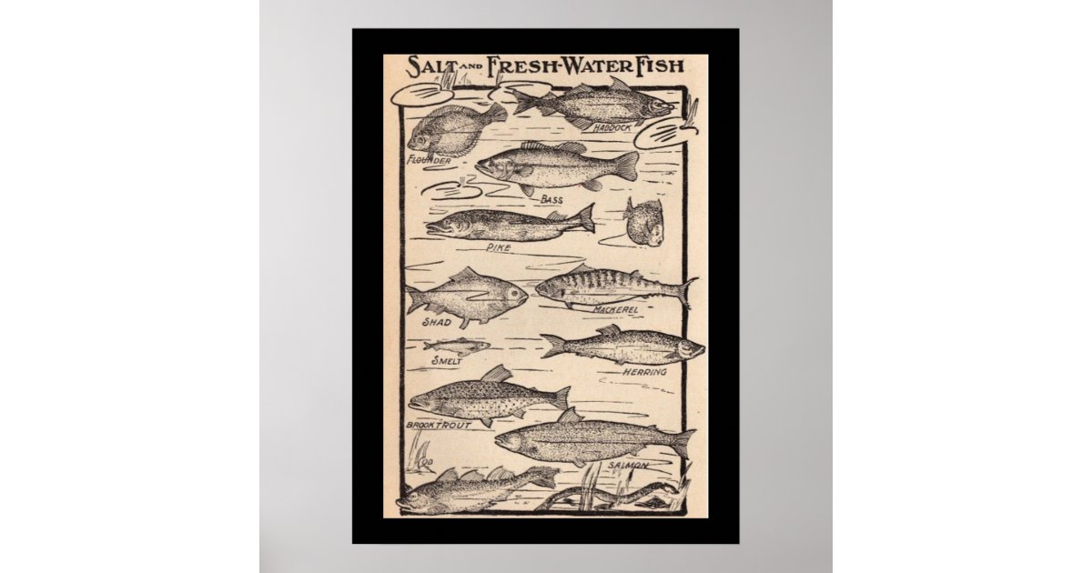 Vintage art fresh and saltwater fish chart