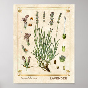 Décor Vintage | Botanical Art & Wall Zazzle