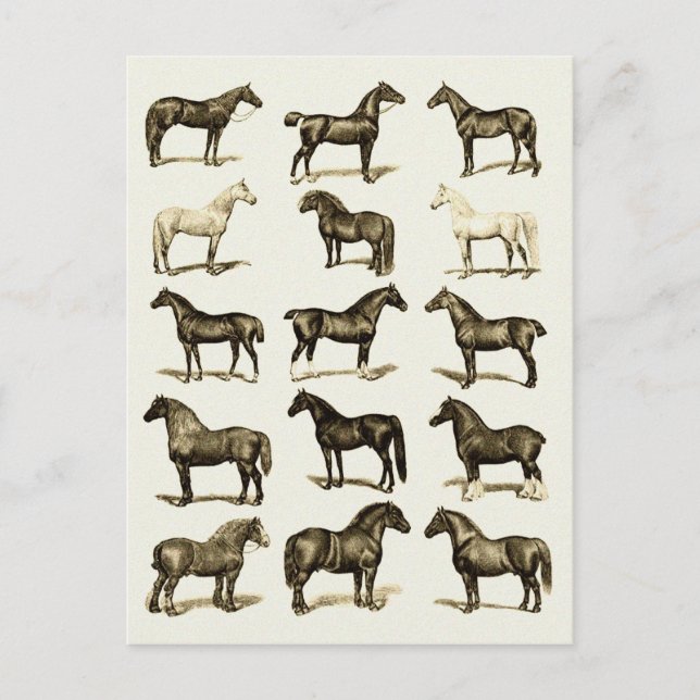 Vintage art Horse Breeds Chart printed postcards (Front)