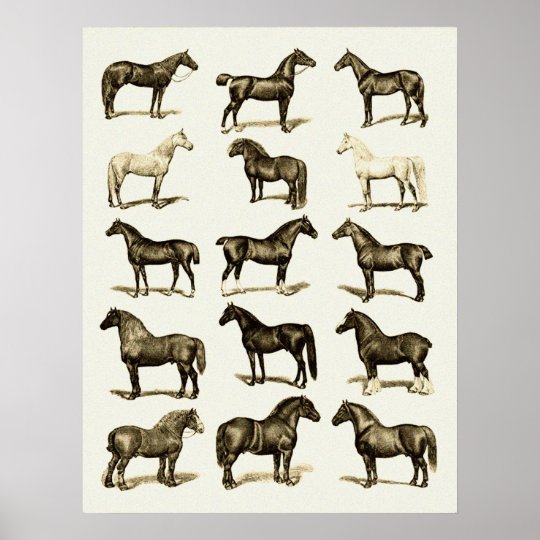Horse Breed Chart