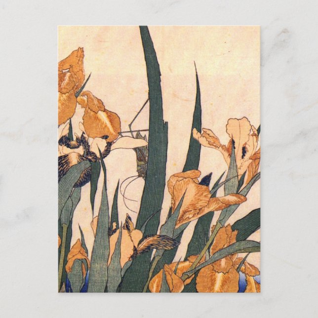 Vintage  Art Japanese Iris Flower Postcard (Front)