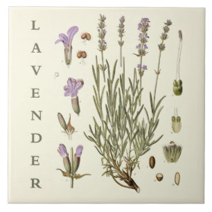 Vintage Art: Lavender Plant and Flowers Scientific Ceramic Tile