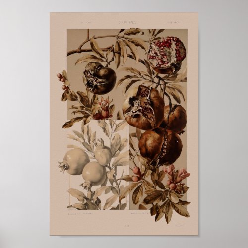 Vintage Art Nouveau Pomegranate by Anton Seder Poster