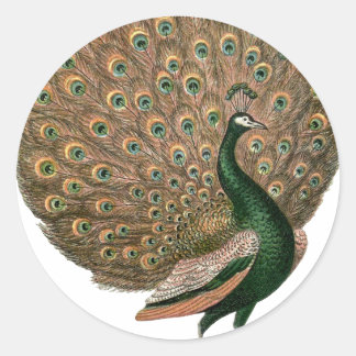 Vintage art Peafowl (peacock) plummage green gold Classic Round Sticker