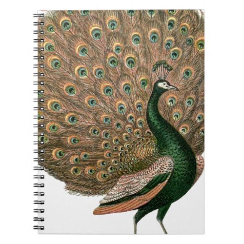 Vintage art Peafowl peacock plummage green gold Notebook