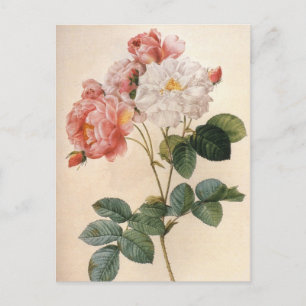 Vintage Art Pink Rose Flower Postcard
