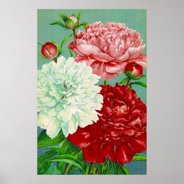 Vintage Art vintage floral Peonies Print (Front)