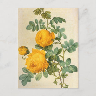 Vintage Art Yellow Rose Postcard