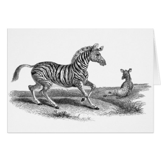 Vintage Art Zebra And Foal Animal Card (Front Horizontal)