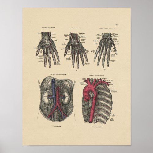 Vintage Artery Anatomy 1880 Print