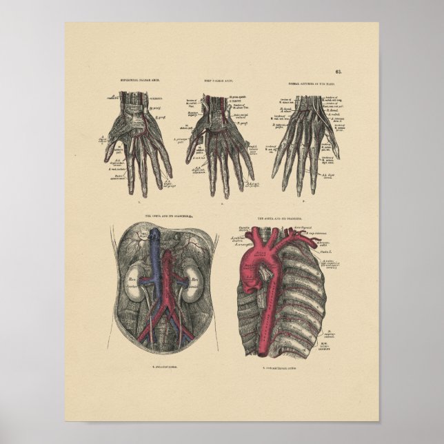 Vintage Artery Anatomy 1880 Print (Front)
