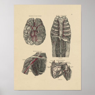 Vintage Artery Anatomy 1880 Print