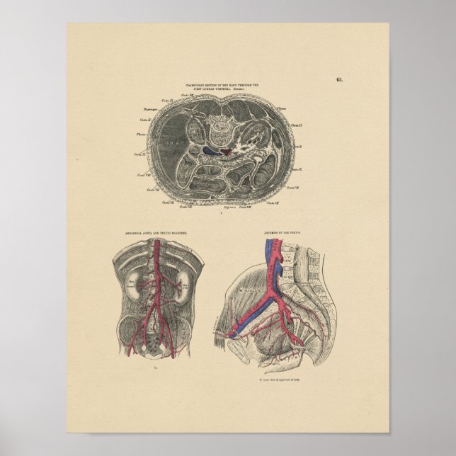 Vintage Artery Anatomy 1880 Print (Front)