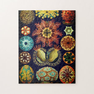 Vintage Ascidiae Puzzle by Ernst Haeckel
