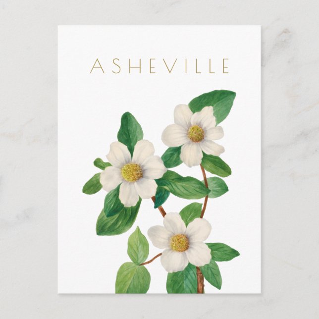 Vintage Asheville flower travel mid century  Postcard (Front)