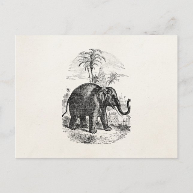 Vintage Asian Elephant Personalized Elephants Postcard (Front)