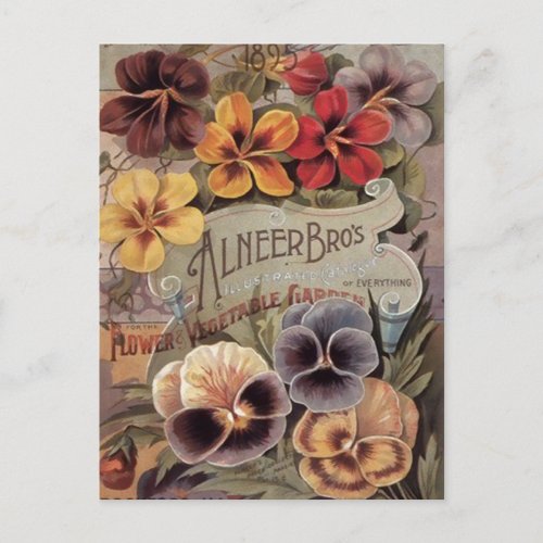 Vintage Assorted Pansies Seed Packet Postcard