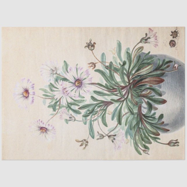 Vintage Asters in a Pot Tissue Paper (Front)