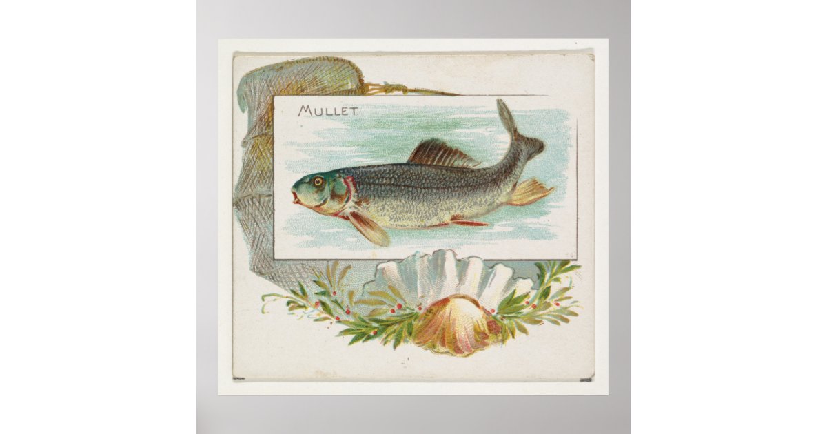 Game Fish of the Tropical Atlantic Postcard, Zazzle