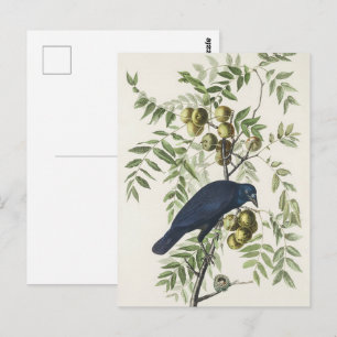 Vintage Audubon American Crow Bird Nature Art Postcard