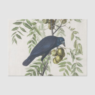 Vintage Audubon American Crow Bird Nature Art Tissue Paper
