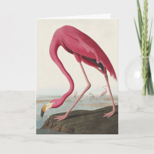 Vintage Audubon American Flamingo Pink Bird Art Holiday Card