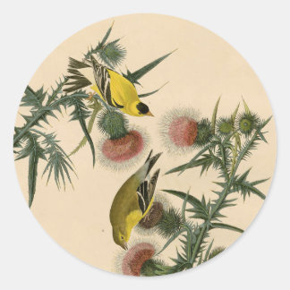 Vintage Audubon American Goldfinch Bird Painting Classic Round Sticker