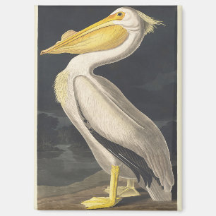 Vintage Audubon American White Pelican Bird Art Magnet