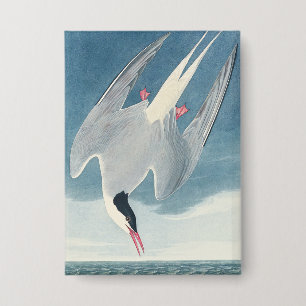 Vintage Audubon Arctic Tern Coastal Bird Art Button