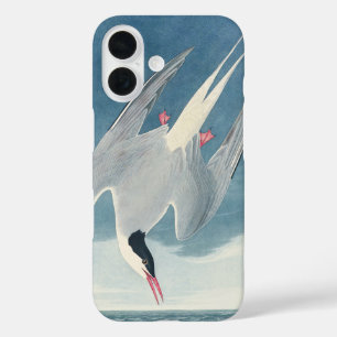 Vintage Audubon Arctic Tern Coastal Bird Art iPhone 16 Case
