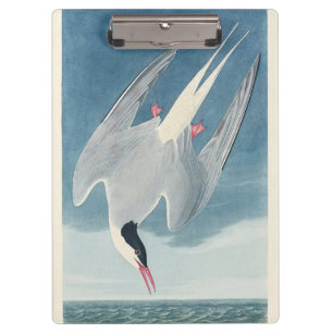 Vintage Audubon Arctic Tern Coastal Bird Art Clipboard