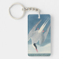Vintage Audubon Arctic Tern Coastal Bird Art