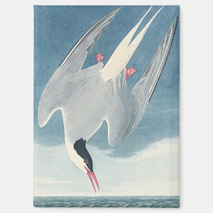 Vintage Audubon Arctic Tern Coastal Bird Art Magnet