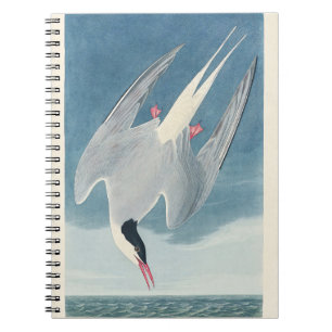 Vintage Audubon Arctic Tern Coastal Bird Art Notebook