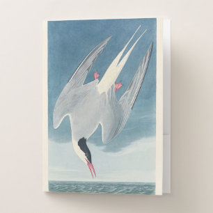 Vintage Audubon Arctic Tern Coastal Bird Art Pocket Folder