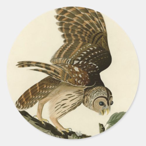Vintage Audubon Barred Owl Hunting Bird Gift  Classic Round Sticker